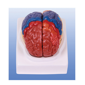 Cerebral cortical partition model